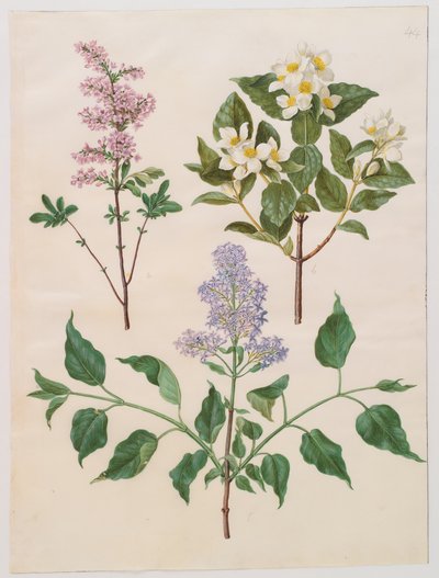 Syringa persica, philadelphus coronarius and syringa vulgaris from the album Gottorfer Codex by Hans Simon Holtzbecher