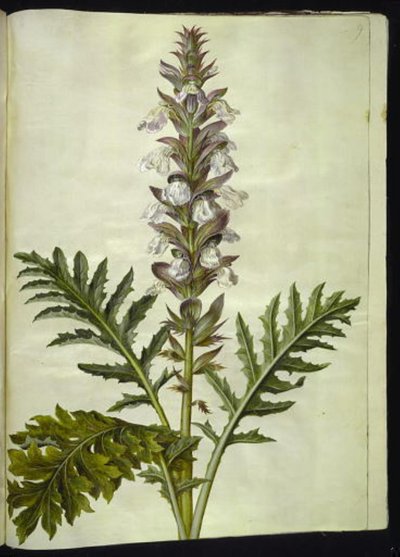 Acanthus hungaricus (Hungarian Acanthus) by Hans Simon Holtzbecker