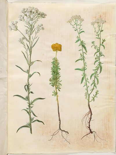 Achillea ptarmica; Achillea ageratum; Achillea millefolium by Hans Simon Holtzbecker