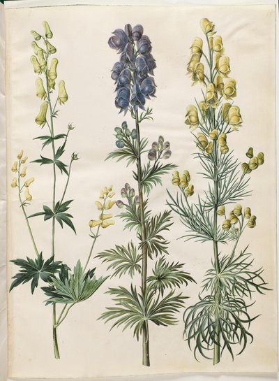 Aconitum lycoctonum; Aconitum napellus; Aconitum anthora by Hans Simon Holtzbecker