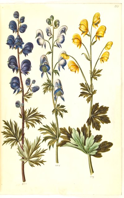 Aconitum napellus (?), Aconitum variegatum, possibly Aconitum ×cammarum (?), Aconitum anthora by Hans Simon Holtzbecker