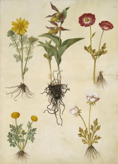 Adonis vernalis; Cypripedium calceolus; Ranunculus asiaticus; Ranunculus by Hans Simon Holtzbecker