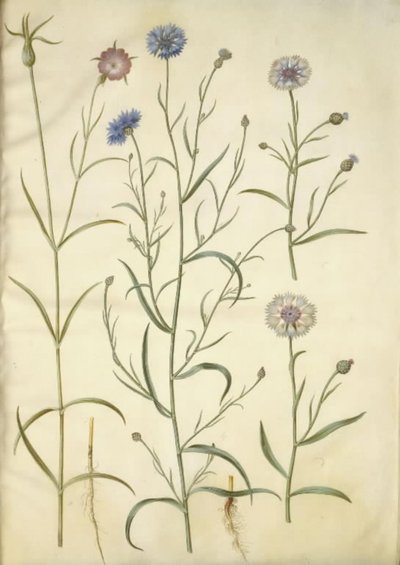 Agrostemma githago (Common Corncockle); Centaurea cyanus (Cornflower) by Hans Simon Holtzbecker