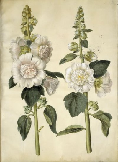 Alcea rosea (Garden Hollyhock) by Hans Simon Holtzbecker