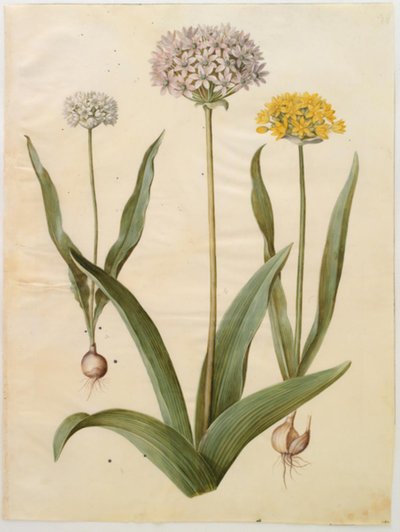 Allium moly (Golden Garlic); Allium nigrum (Black Garlic) by Hans Simon Holtzbecker