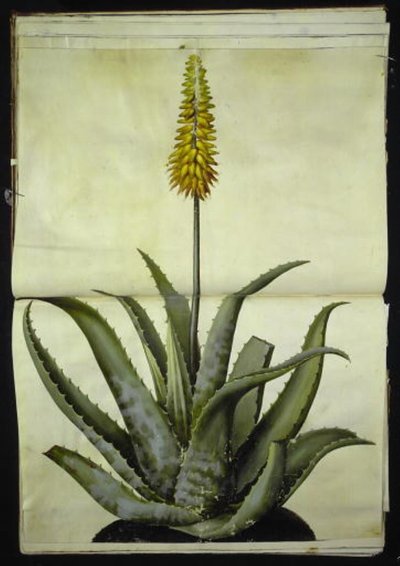 Aloe Vera by Hans Simon Holtzbecker
