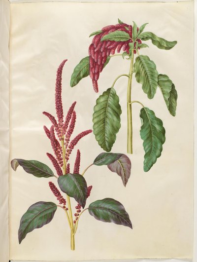 Amaranthus cruentus (Red Amaranth); Amaranthus caudatus (Foxtail Amaranth) by Hans Simon Holtzbecker