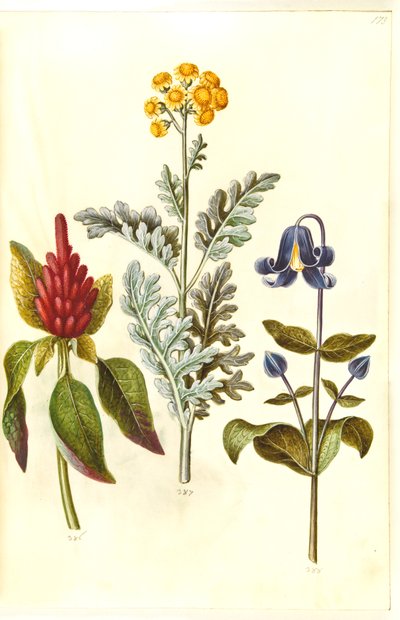 Amaranthus Cruentus (Red Amaranth); Jacobaea Maritima (Dusty Miller); Clematis Integrifolia (Solitary Clematis) by Hans Simon Holtzbecker