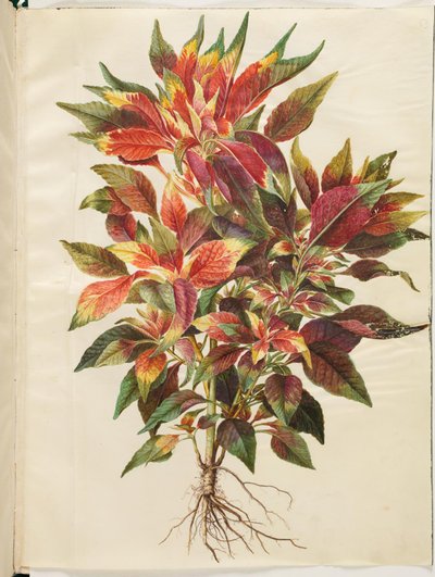 Amaranthus tricolor (Parrot Amaranth) by Hans Simon Holtzbecker