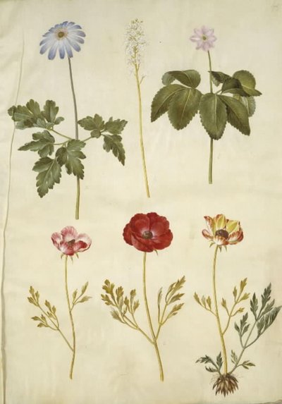Anemone apennina; Tiarella cordifolia; Anemone trifolia; Ranunculus asiaticus by Hans Simon Holtzbecker
