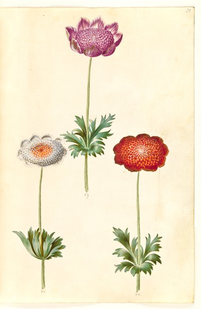 Anemone coronaria (Poppy Anemone) by Hans Simon Holtzbecker