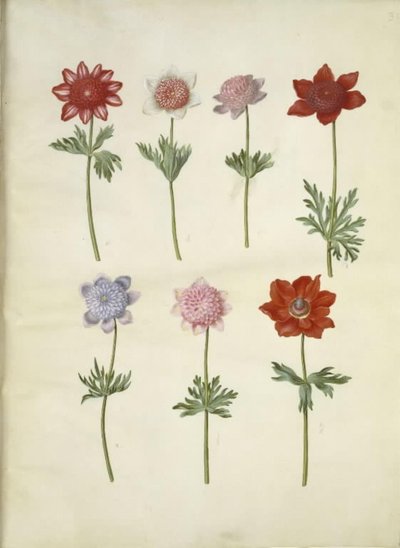 Anemone coronaria (Poppy Anemone) by Hans Simon Holtzbecker