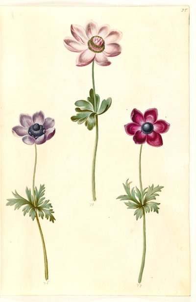 Anemone Coronaria (French Anemone) by Hans Simon Holtzbecker