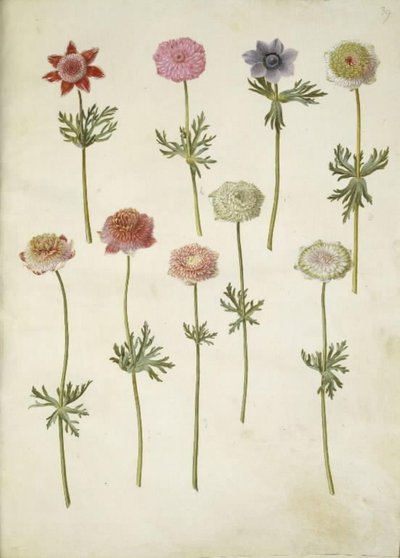 Anemone coronaria (French Anemone) by Hans Simon Holtzbecker