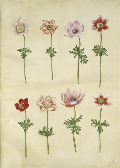 Anemone coronaria (French Anemone) by Hans Simon Holtzbecker