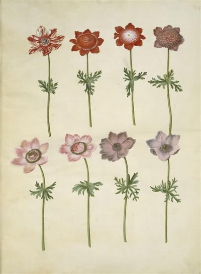 Anemone Coronaria (French Anemone) by Hans Simon Holtzbecker