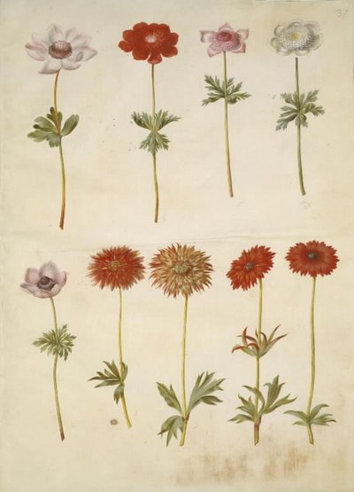 Anemone coronaria (Poppy Anemone); Anemone ×fulgens (Shining Anemone) by Hans Simon Holtzbecker
