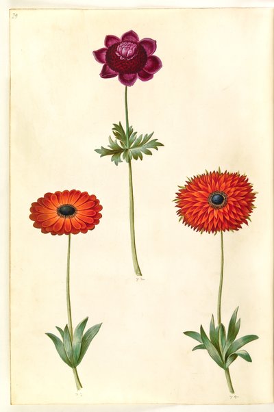 Anemone coronaria (French Anemone); Anemone ×fulgens (Shining Anemone) by Hans Simon Holtzbecker
