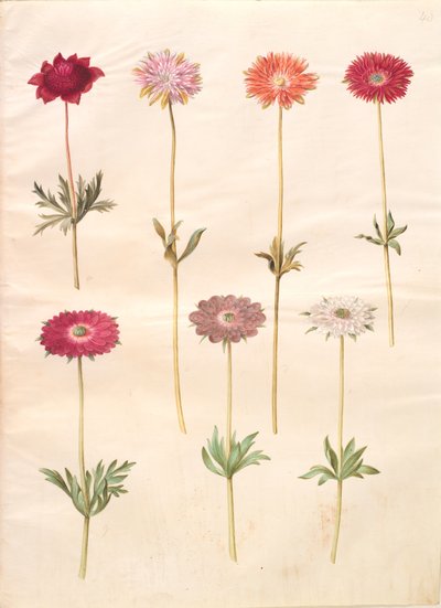 Anemone coronaria; Anemone ×fulgens by Hans Simon Holtzbecker