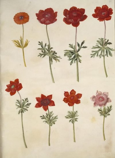 Anemone ×fulgens; Anemone coronaria by Hans Simon Holtzbecker
