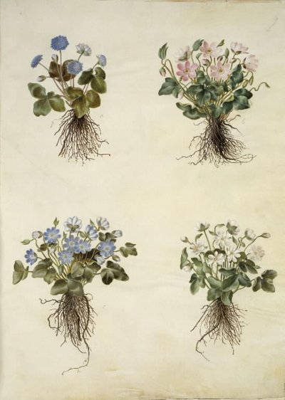 Liverleaf (Blue Anemone) by Hans Simon Holtzbecker