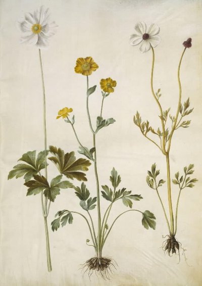 Snowdrop Anemone; Montpellier Buttercup; Persian Buttercup by Hans Simon Holtzbecker