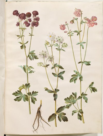 Aquilegia vulgaris (Common Columbine) by Hans Simon Holtzbecker
