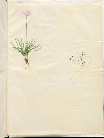 Armeria Maritima by Hans Simon Holtzbecker