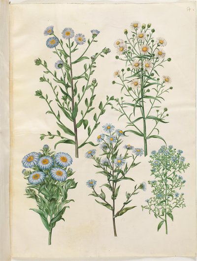 Aster Amellus; Symphyotrichum Novi-belgii; Symphyotrichum Novae-angliae; Symphyotrichum Dumosum; Symphyotrichum Ericoides by Hans Simon Holtzbecker