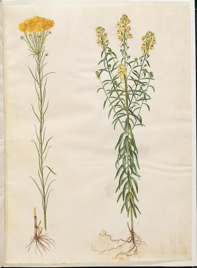 Aster Linosyris (Goldilocks Aster); Linaria Vulgaris (Common Toadflax) by Hans Simon Holtzbecker