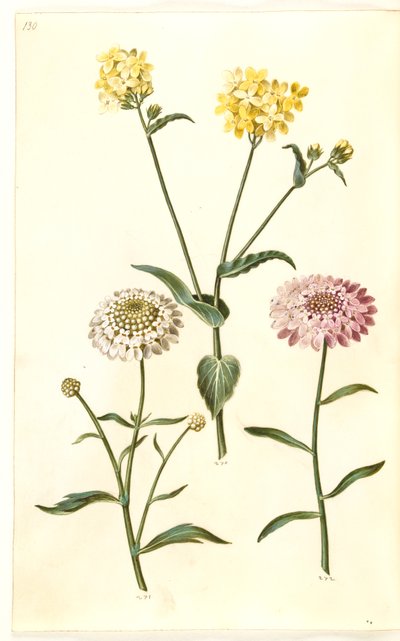 Brassica napus (rapeseed); Iberis amara (bitter candytuft) by Hans Simon Holtzbecker