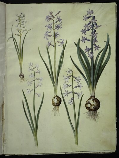 Brimeura Amethystina (Pyrenean Hyacinth); Hyacinthus Orientalis (Common Hyacinth) by Hans Simon Holtzbecker