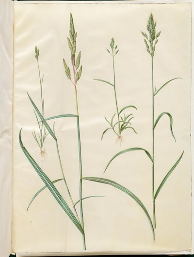 Bromus Hordeaceus (Soft Brome); Phalaris Arundinacea (Reed Canary Grass) by Hans Simon Holtzbecker