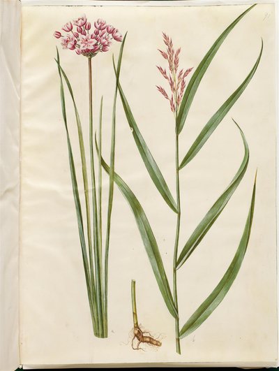 Butomus umbellatus (Flowering Rush); Phragmites australis (Common Reed) by Hans Simon Holtzbecker