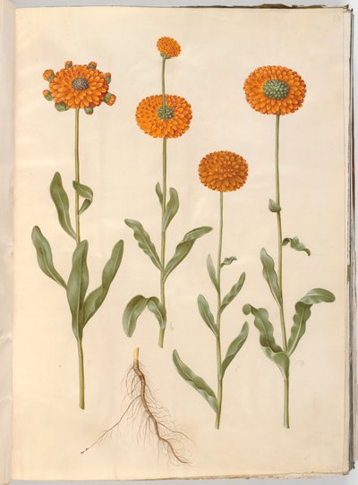 Calendula Officinalis (Marigold) by Hans Simon Holtzbecker