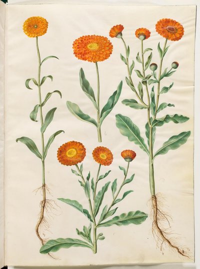 Calendula Officinalis (Garden Marigold) by Hans Simon Holtzbecker