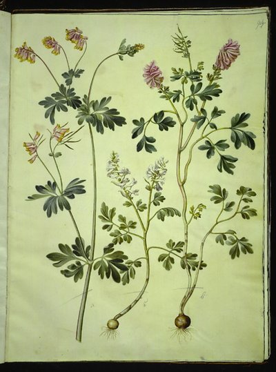 Capnoides sempervirens (Harlequin) and Corydalis solida (Solid Corydalis) by Hans Simon Holtzbecker