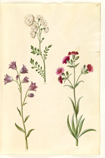 Cardamine pratensis (Cuckooflower); Campanula rotundifolia (?) (Harebell); Silene vulgaris (?) (Bladder Campion) by Hans Simon Holtzbecker