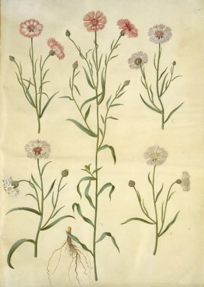 Centaurea Cyanus (Cornflower) by Hans Simon Holtzbecker