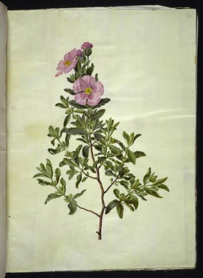 Cretan Rockrose by Hans Simon Holtzbecker