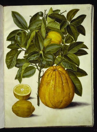 Lemon; Pomelo by Hans Simon Holtzbecker