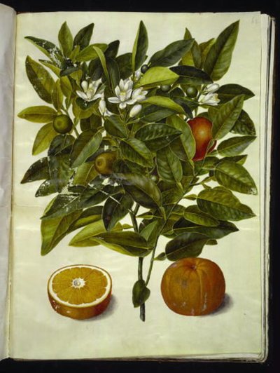 Citrus Sinensis (Orange) by Hans Simon Holtzbecker