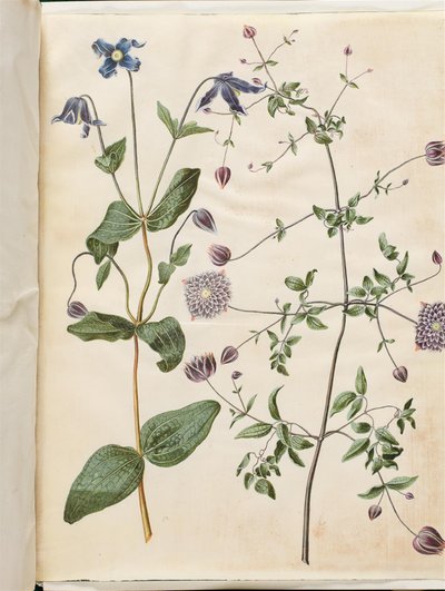 Clematis integrifolia (Blue Clematis); Clematis viticella (Italian Clematis) by Hans Simon Holtzbecker