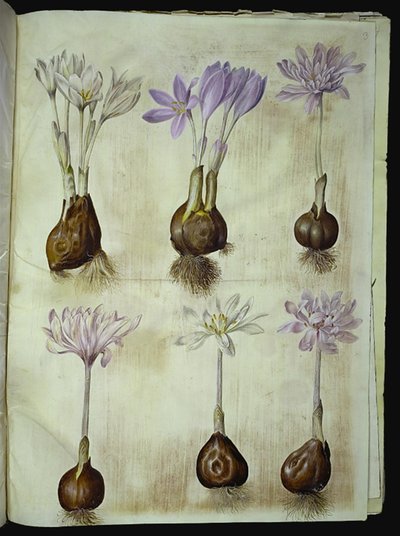 Colchicum autumnale (Autumn Crocus) by Hans Simon Holtzbecker