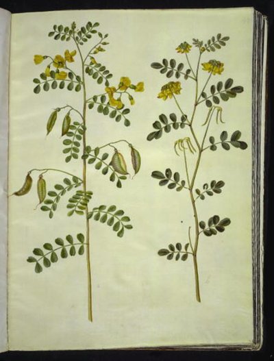 Colutea arborescens; Hippocrepis emerus by Hans Simon Holtzbecker