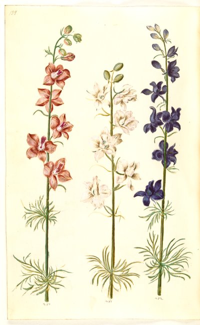 Consolida ajacis (garden larkspur) by Hans Simon Holtzbecker