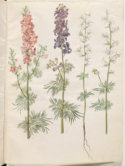 Consolida Ajacis (Garden Larkspur) by Hans Simon Holtzbecker