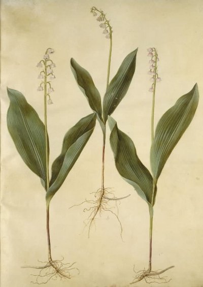 Convallaria majalis (Lily of the Valley); Convallaria majalis (Variety of Lily of the Valley) by Hans Simon Holtzbecker