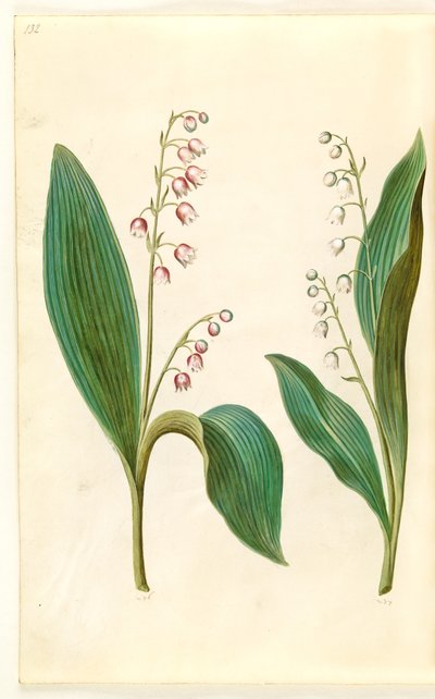 Convallaria majalis rosea (Red Lily of the Valley); Convallaria majalis (Lily of the Valley) by Hans Simon Holtzbecker