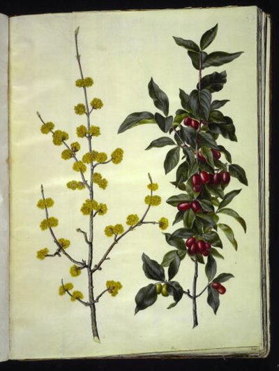 Cornus mas by Hans Simon Holtzbecker